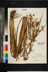 Rhynchospora corniculata image