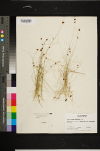 Rhynchospora filifolia image