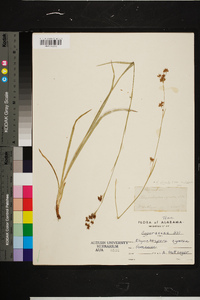 Rhynchospora glomerata var. glomerata image