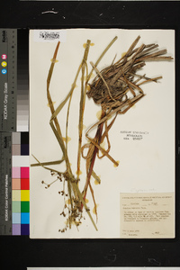 Scirpus expansus image