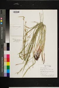 Scleria oligantha image