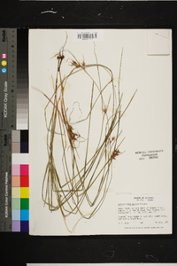 Scleria triglomerata image