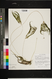 Websteria confervoides image