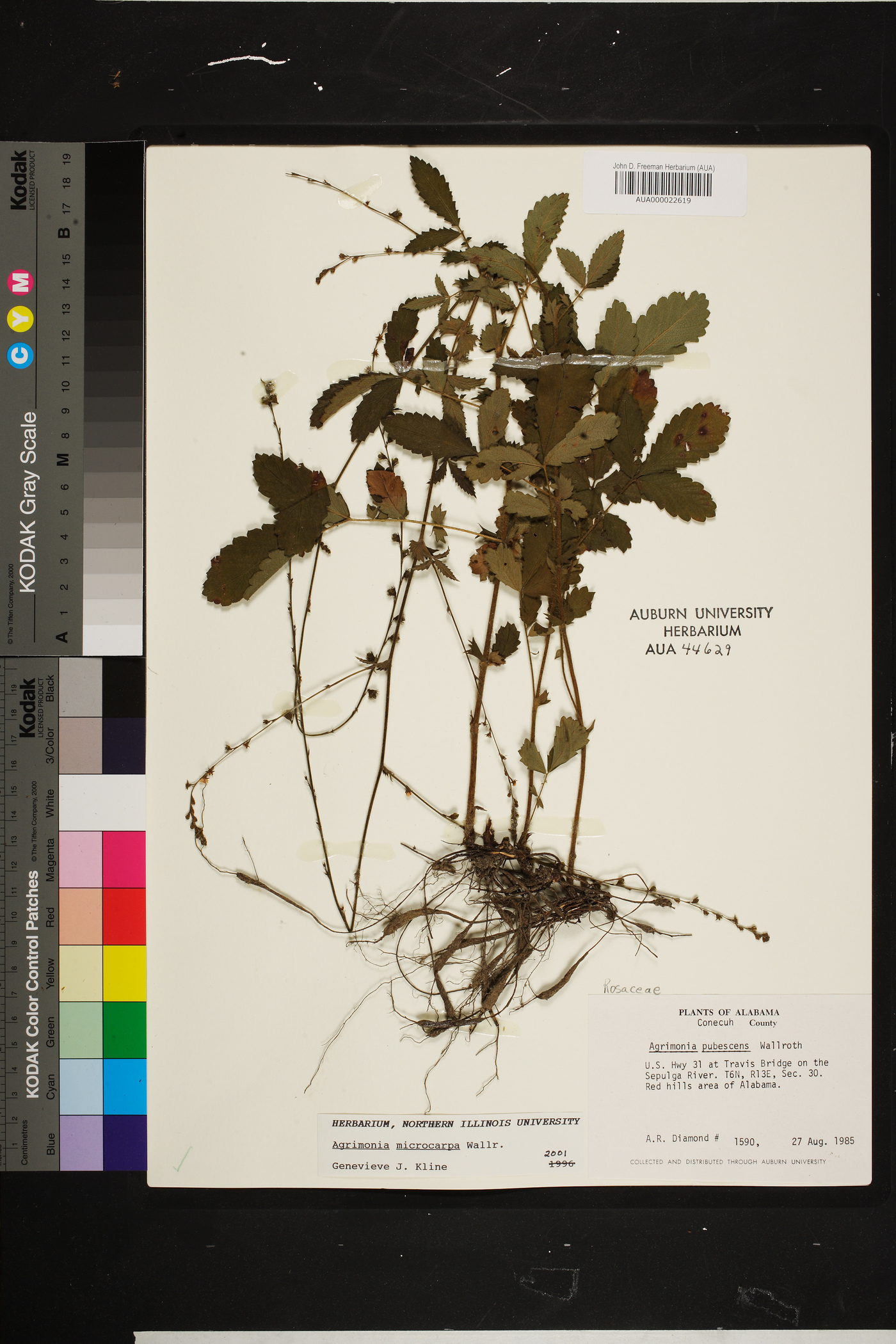 Agrimonia microcarpa image