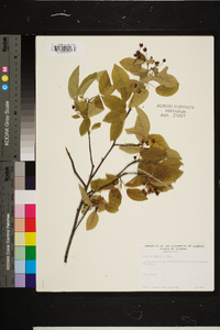 Amelanchier canadensis image