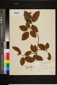 Amelanchier canadensis image