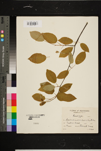 Amelanchier canadensis image