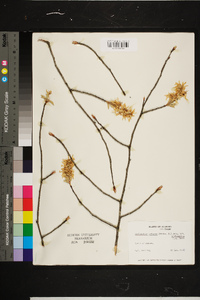 Amelanchier arborea var. alabamensis image