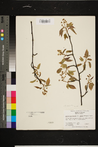 Amelanchier laevis image