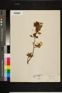 Amelanchier laevis image