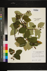 Amelanchier laevis image