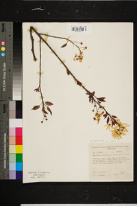 Amelanchier laevis image