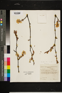 Amelanchier laevis image