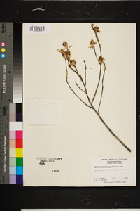 Amelanchier obovalis image