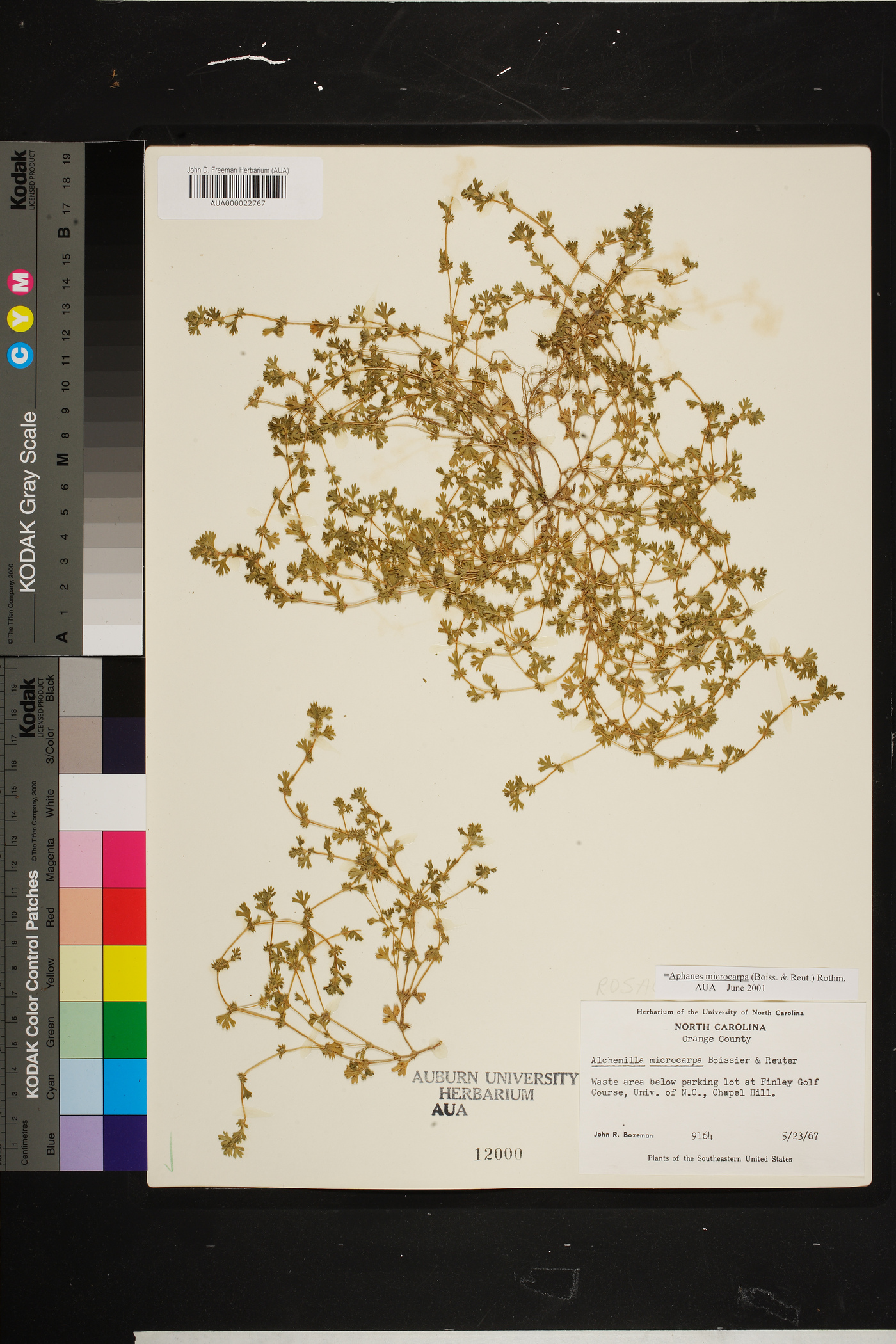 Aphanes microcarpa image