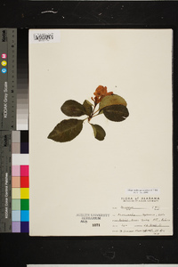 Chaenomeles speciosa image