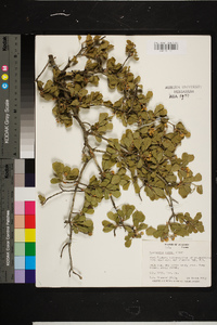 Crataegus flava image