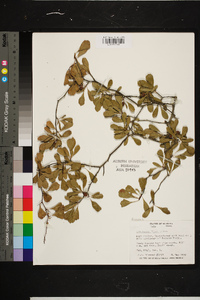 Crataegus flava image