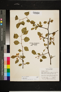 Crataegus gilva image