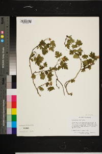 Crataegus marshallii image