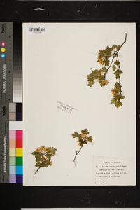 Crataegus marshallii image