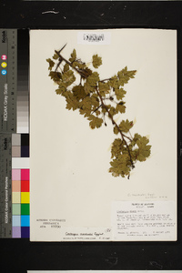 Crataegus marshallii image