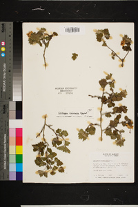 Crataegus marshallii image