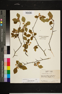 Crataegus pulcherrima image