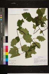 Crataegus pulcherrima image