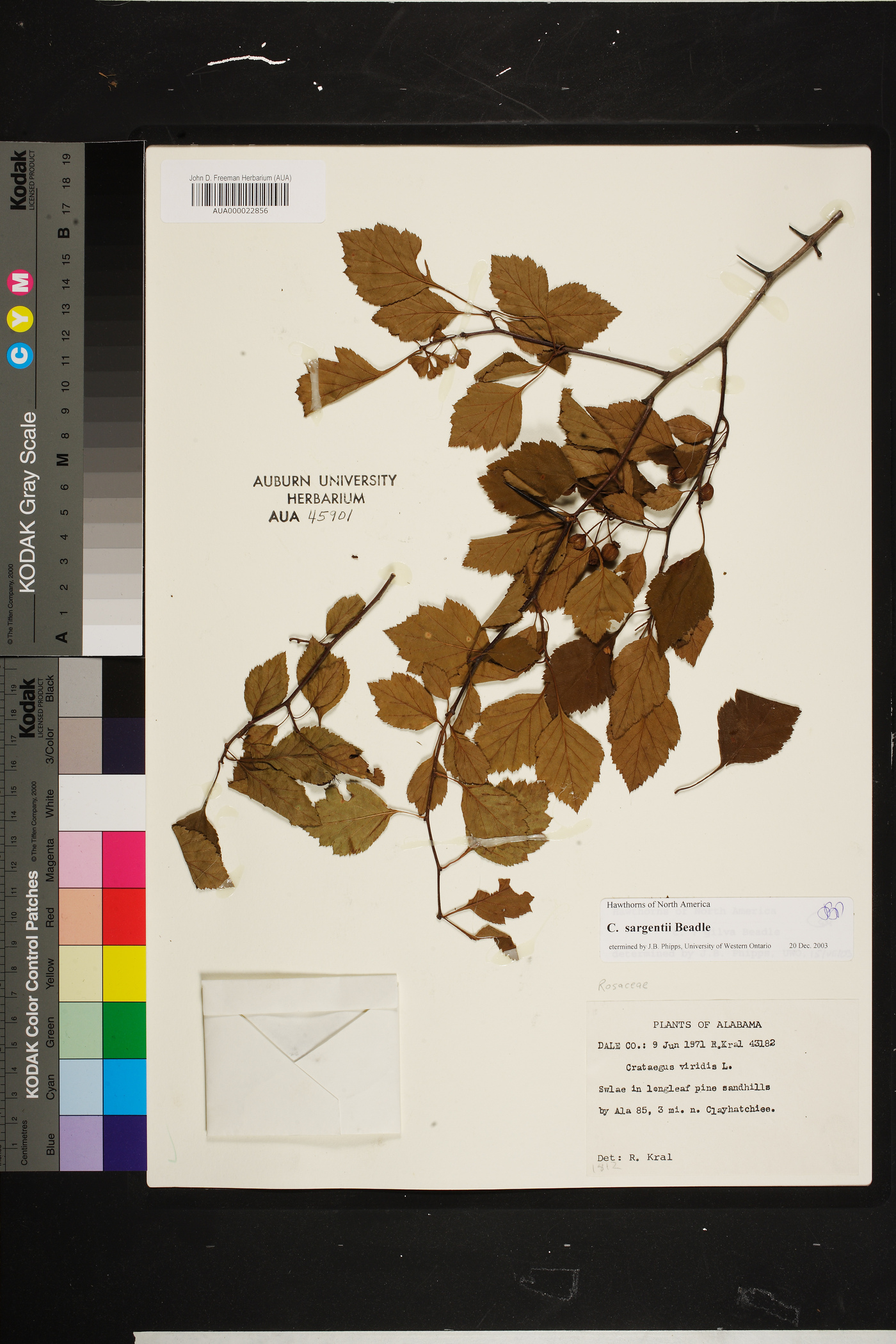 Crataegus intricata image