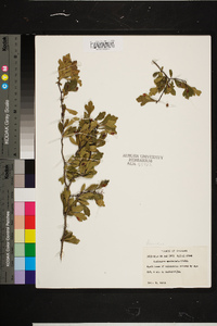 Crataegus spathulata image