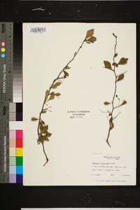 Crataegus spathulata image