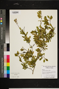 Crataegus spathulata image