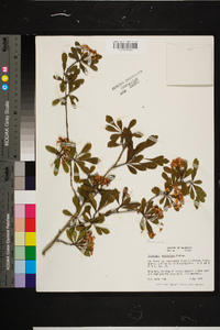 Crataegus spathulata image