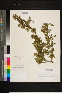 Crataegus spathulata image