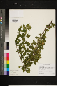 Crataegus spathulata image