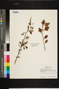 Crataegus spathulata image