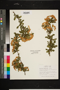 Crataegus spathulata image