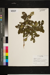 Crataegus uniflora image