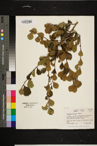 Crataegus uniflora image