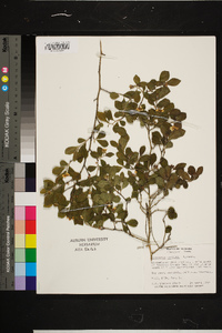 Crataegus uniflora image