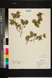 Crataegus uniflora image