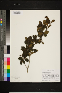 Crataegus uniflora image