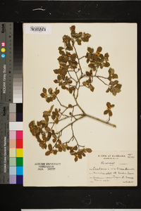 Crataegus uniflora image