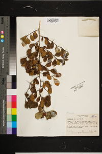 Crataegus uniflora image