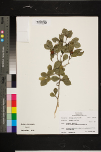 Crataegus uniflora image