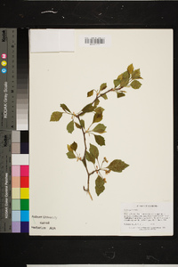 Crataegus viridis image