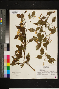 Crataegus viridis image