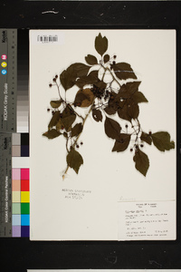 Crataegus viridis image