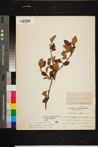 Crataegus aestivalis image